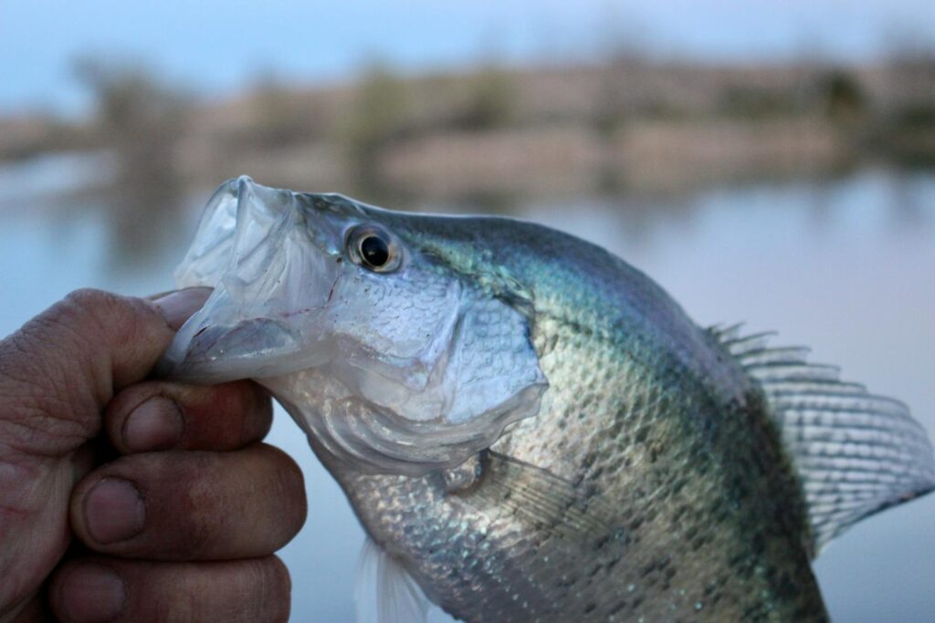 Detailed view of a human hand holding a freshly caught fish by the lakeside.