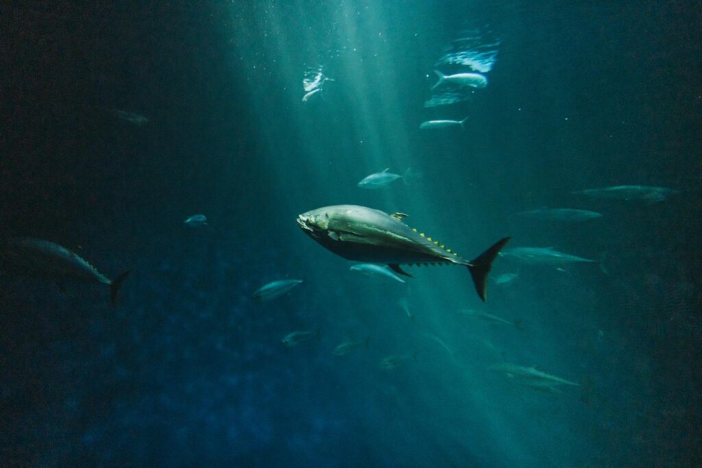 A bluefin tuna swimming gracefully in the deep sea captured with artistic underwater photography.