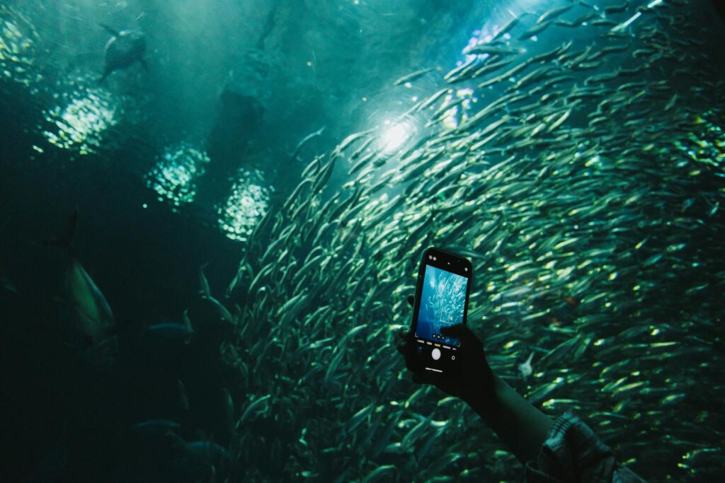 A mesmerizing view of a school of fish underwater, photographed with a smartphone for a unique perspective.