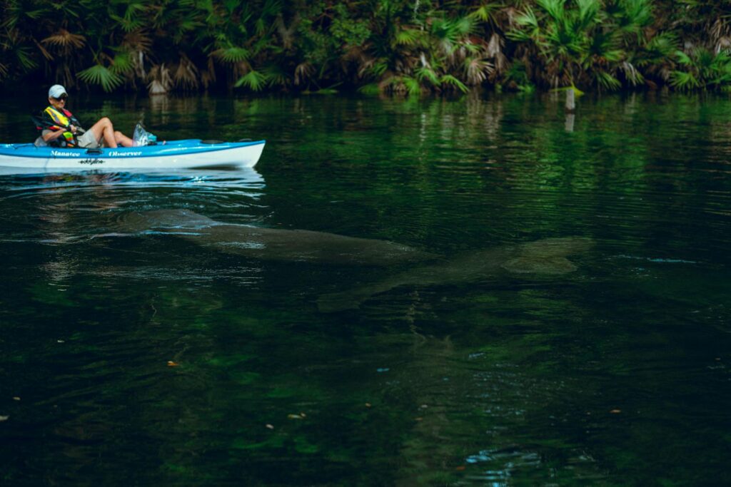 A serene kayaking experience alongside a manatee in a lush, natural river environment.