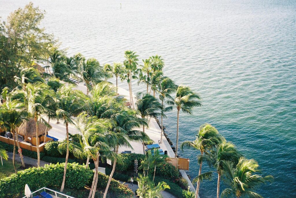 Aerial shot of a palm tree-lined pathway by the sea in Miami, Florida, capturing a tropical paradise feel.