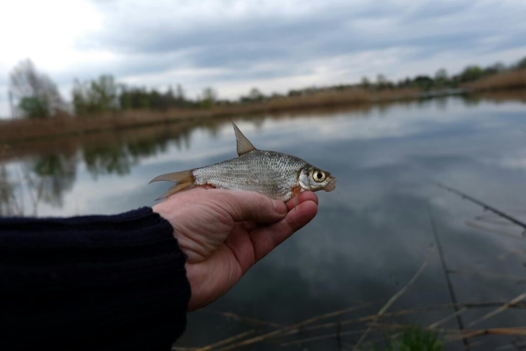 A person holding a small fish by a serene lake with a cloudy sky and calm water reflection.