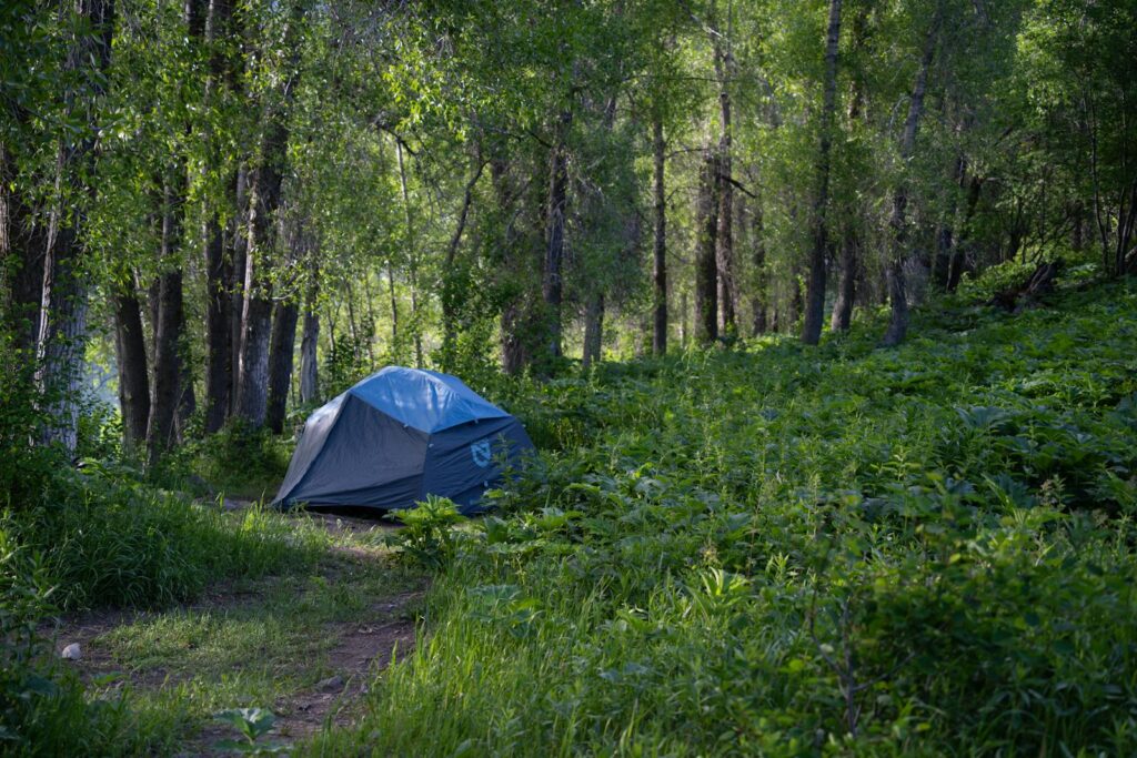 A lone tent set amidst lush greenery and trees in a tranquil forest setting.