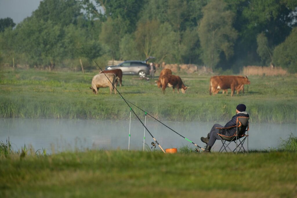 A peaceful scene of fishing by the river with cows grazing nearby, capturing nature's serenity.