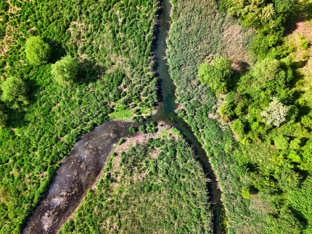 Aerial photo of a vibrant green forest split by a winding river, showcasing nature's beauty.