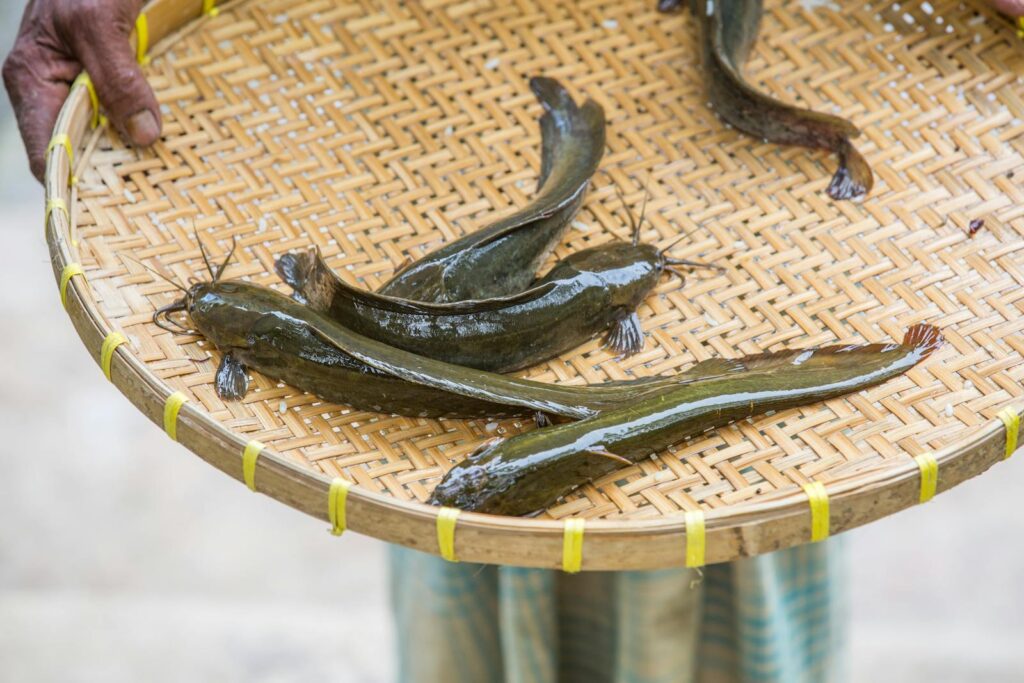Catfish Heteropneustes fossilis