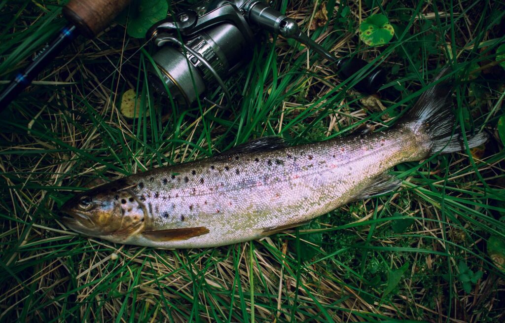 Close-up of a brown trout on grass with a fishing rod, perfect for outdoor and angling themes.