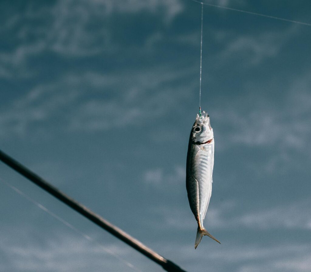 Freshly caught fish hanging on a fishing line against a clear blue sky.