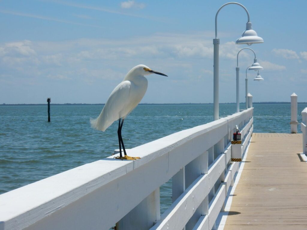 A snowy egret perched on a pier overlooking the water on a clear sunny day in Florida.