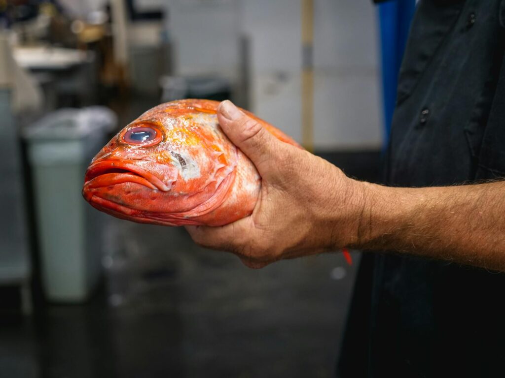 A chef holding a vibrant red fish head in a kitchen setting, showcasing fresh seafood preparation.