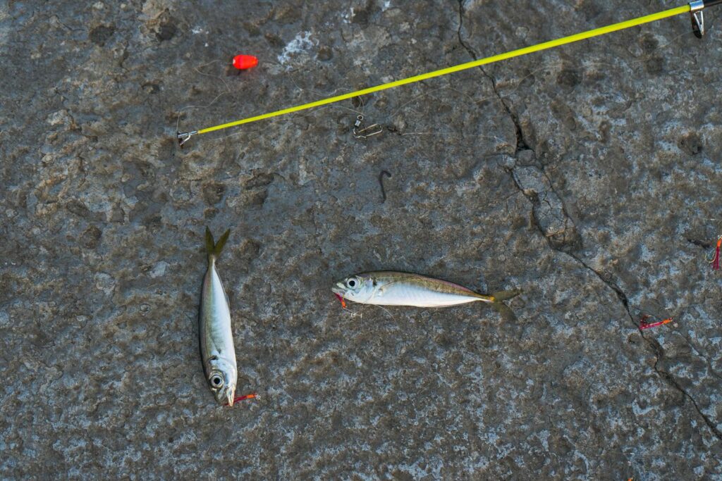 Close-up of caught fish and fishing equipment on concrete surface in Novorossiysk, Russia.
