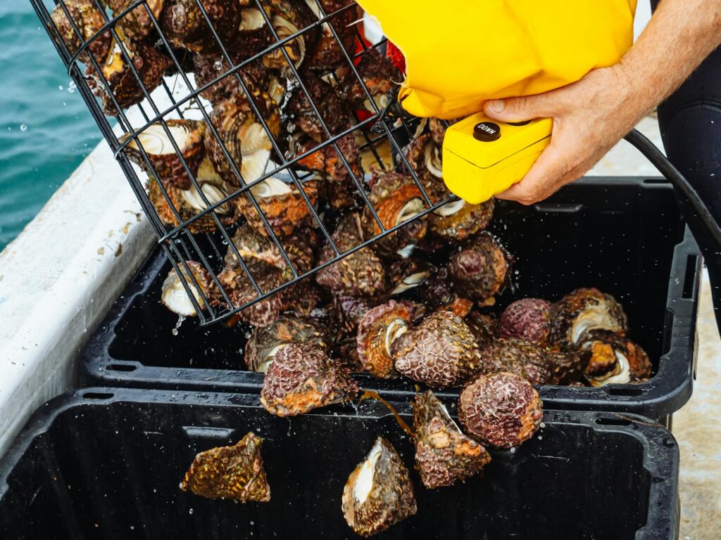 Fresh marine snails being harvested on a fishing boat, illuminating sustainable seafood practices.