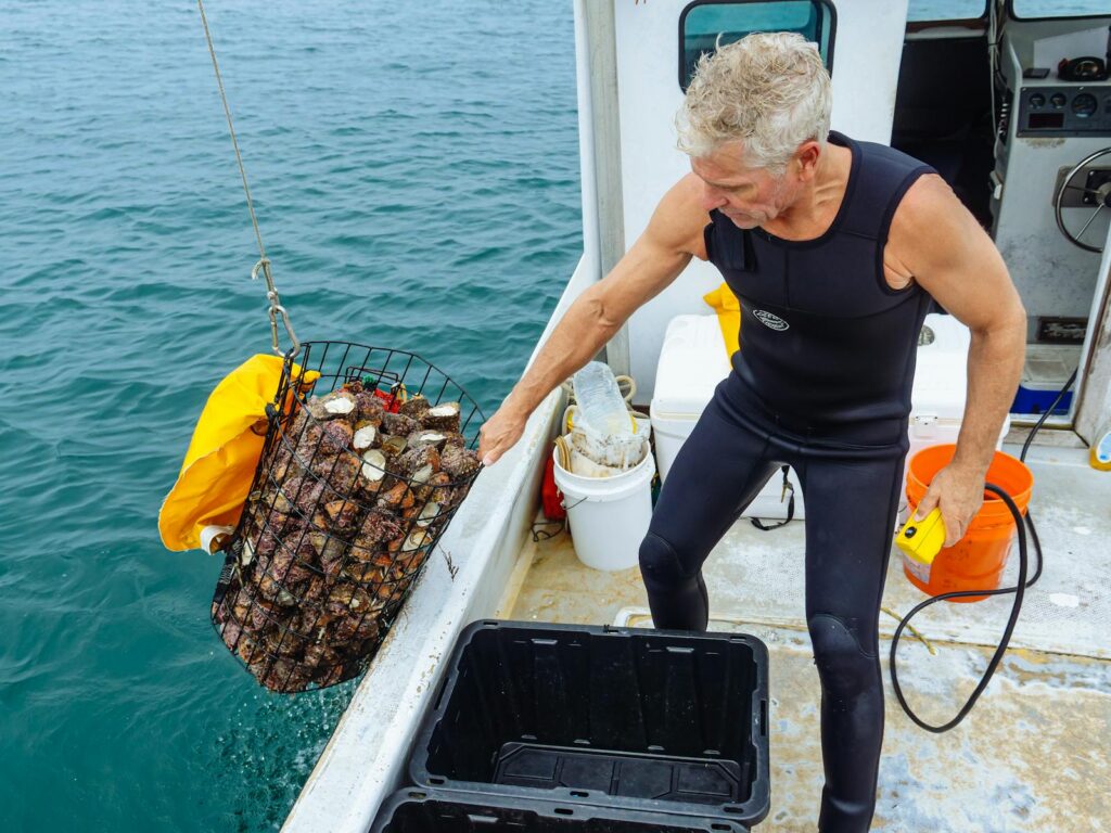 Man in a wetsuit harvesting shellfish on a fishing boat off the California coast.