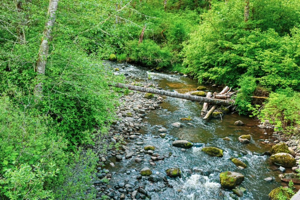 A stream flows through lush, green vegetation.
