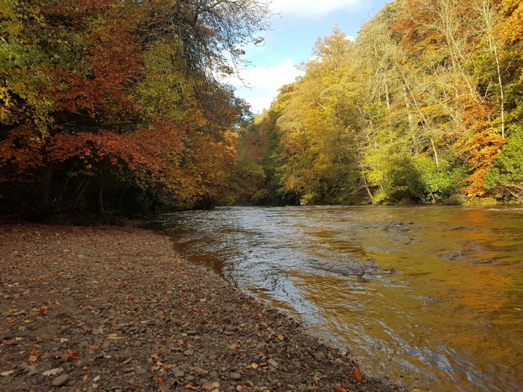 A river running through a forest filled with lots of trees during the fall.