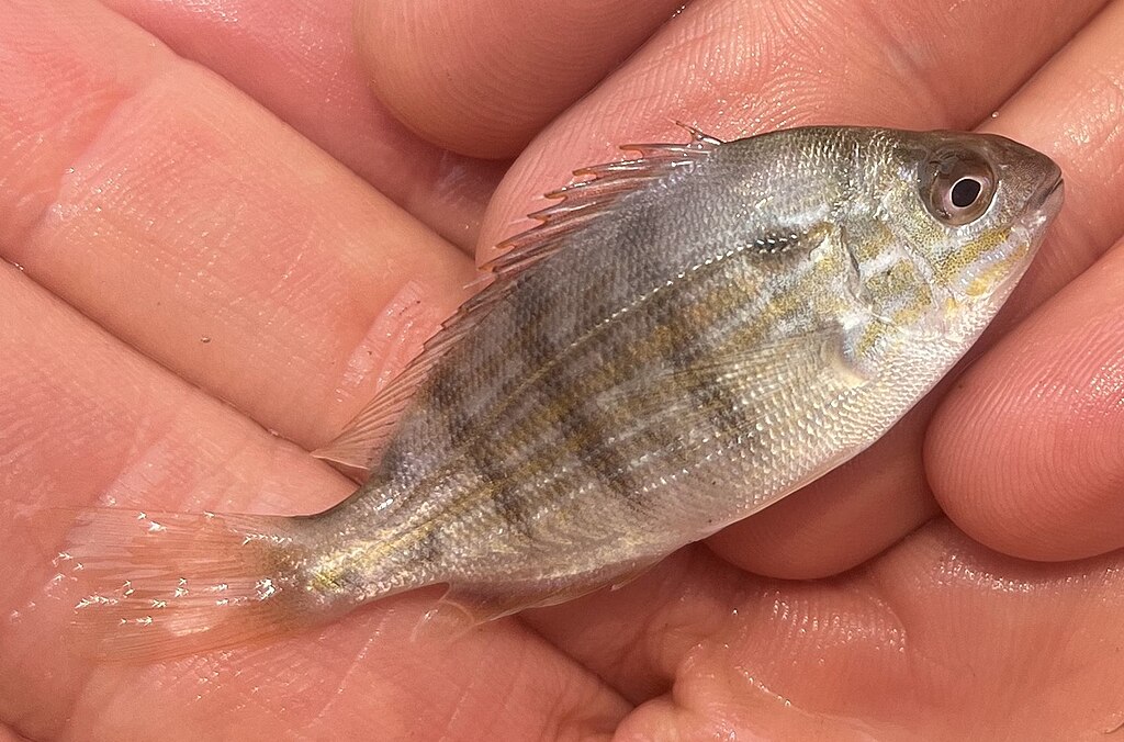Pinfish, Lagodon rhomboides in Assateague Bay (Ocean City), MD, USA