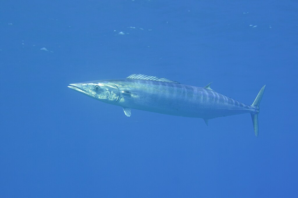 A wahoo fish swims gracefully in clear blue ocean waters. Its sleek body and distinctive vertical stripes are visible, conveying agility and swiftness.