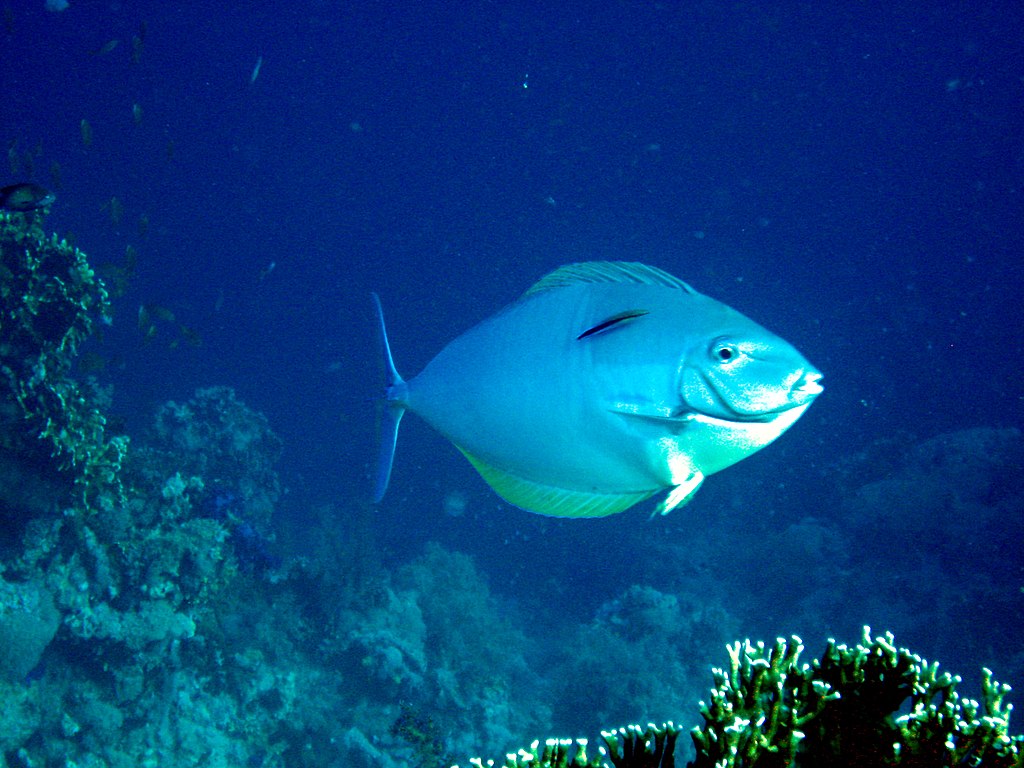 A solitary, sleek fish swims in a vibrant blue ocean surrounded by coral reefs. The scene is serene, highlighting the fish's reflective scales and the sea's depth.