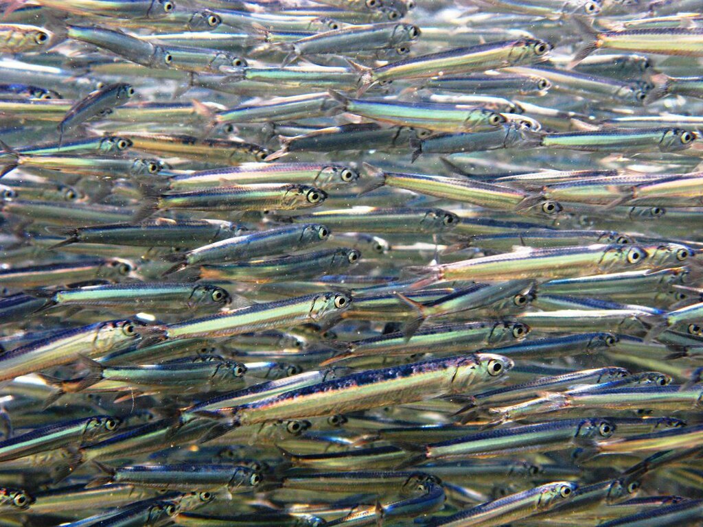 A dense school of small, silver fish swims in harmony, creating a mesmerizing, shimmering effect. The scene is lively and dynamic under the water.