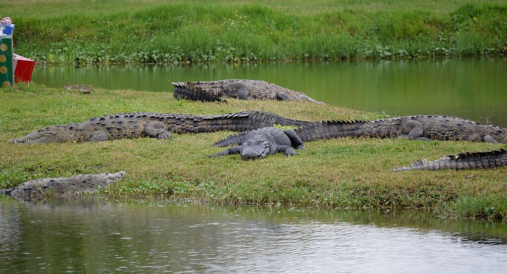 Several crocodiles lie on a grassy riverbank near calm water, surrounded by lush greenery. The scene is calm and natural.