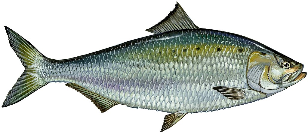 American Shad: The Fighting Migrants