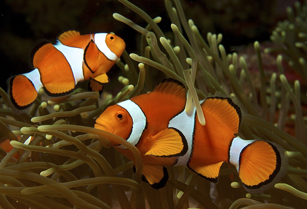 Two vibrant clownfish swim among green sea anemone tendrils. The scene is lively, with bright orange and white patterns adding contrast.