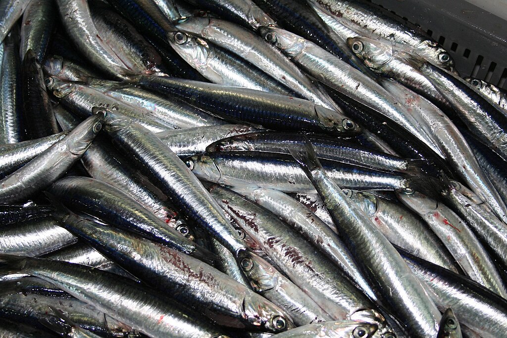 A pile of shiny, silver fish with blue and green hues, stacked closely together. The fish glisten under bright lighting, evoking a sense of freshness.
