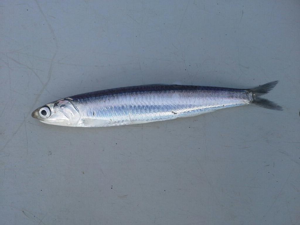 A single, shiny silver fish with a pointed snout and large eye lies on a flat, plain surface. The background is light gray with faint scratches.
