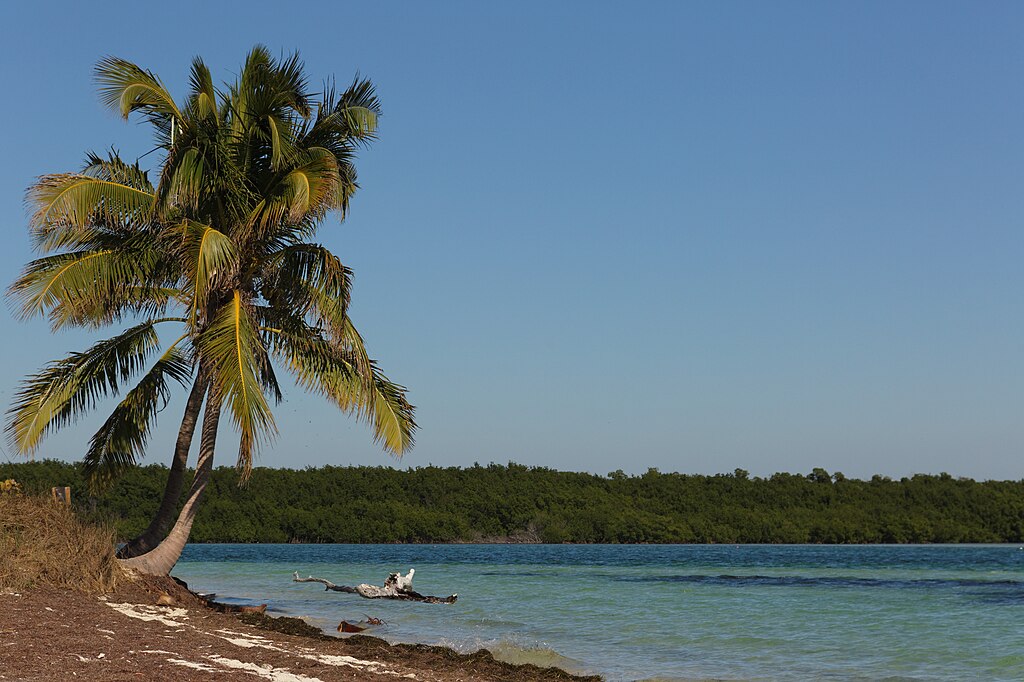 A serene beach scene with a lone palm tree leaning over sandy shore, turquoise waters, and a distant green mangrove, under a clear blue sky. Calm and tranquil.