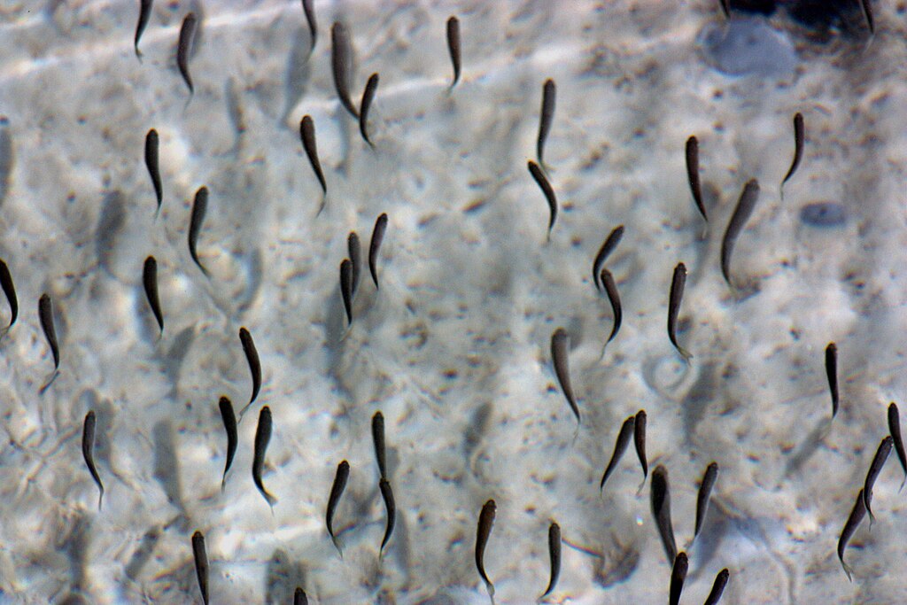 Baitfish over the sandflats, Portarlington, Victoria Australia