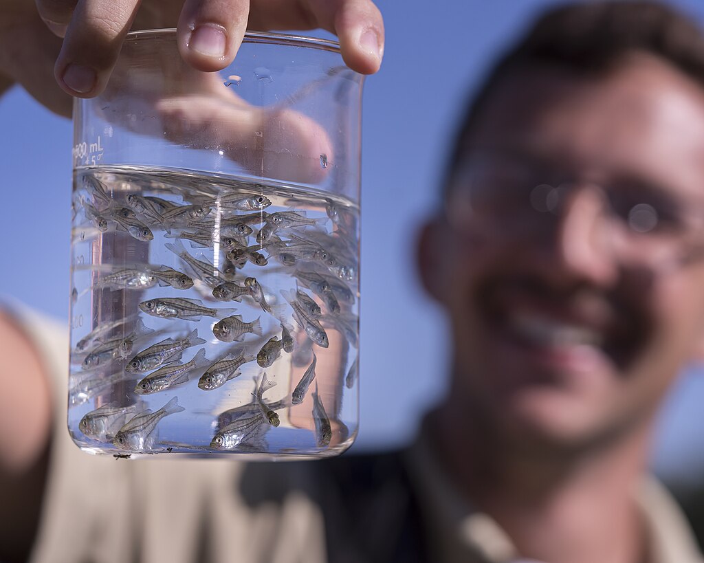 Black crappie fingerlings (Pomoxis nigromaculatus) about one month after hatch. Photographed at Gavins Point National Fish Hatchery (Yankton, SD).