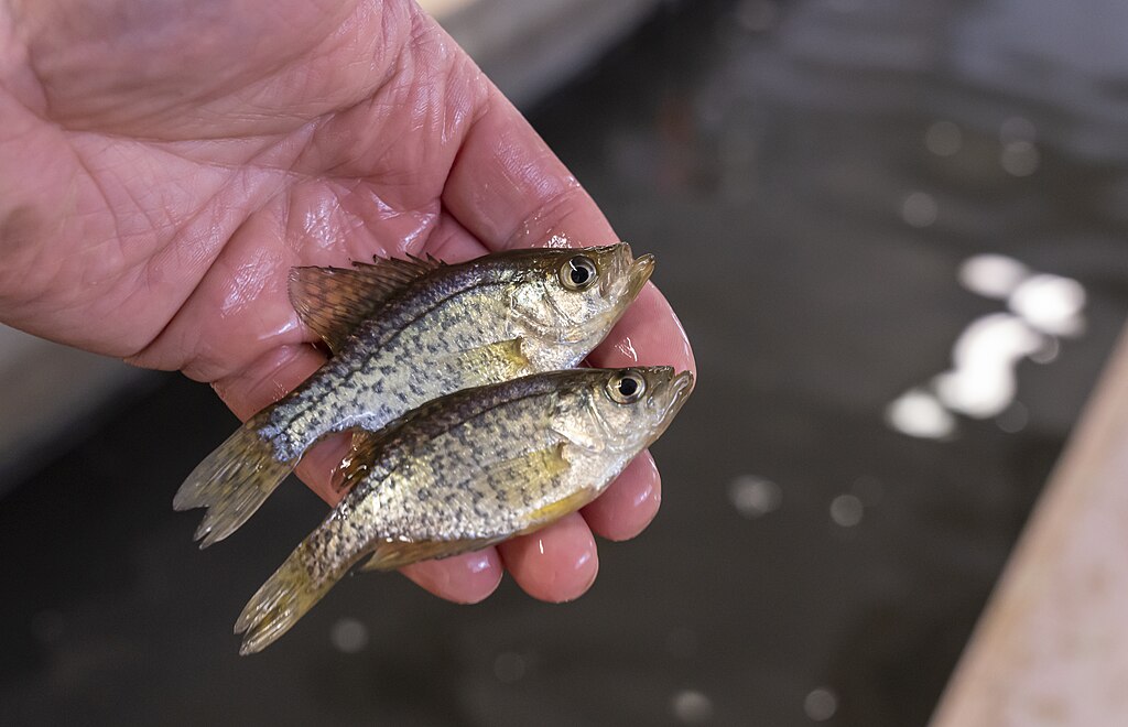 A hand holds two small, speckled fish with shimmering scales above a blurry pool of water, conveying a sense of calm and connection with nature.