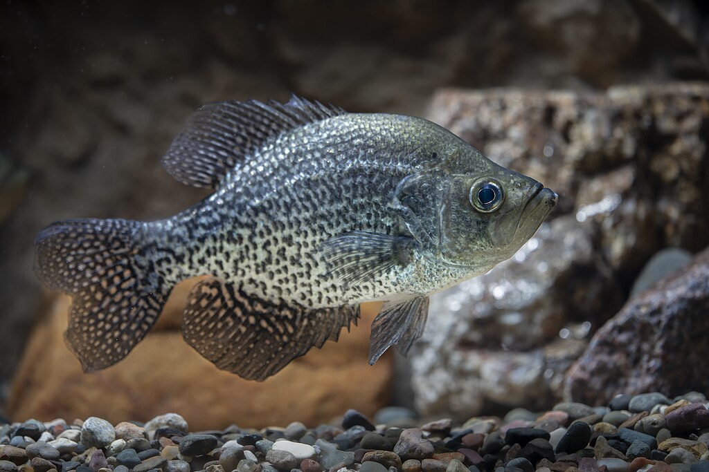 National Fish Hatchery in Yankton, SD by Sam Stukel (USFWS).