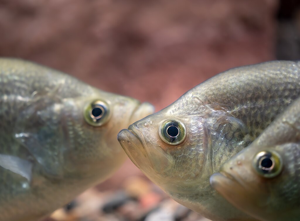 Black Crappie (Pomoxis nigromaculatus) group photo