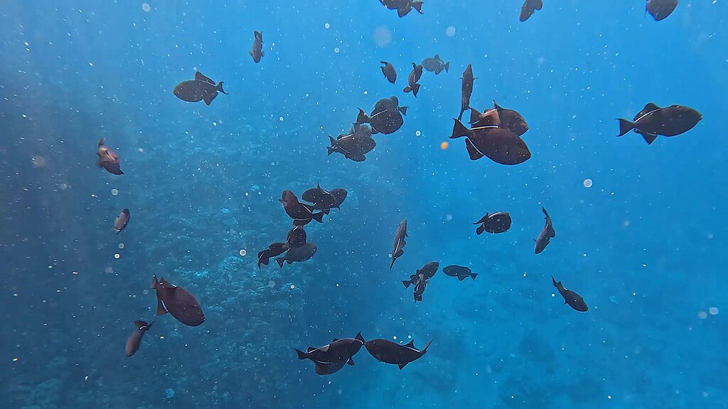 School of Black Triggerfish off the coast of Paweo, Kauai.