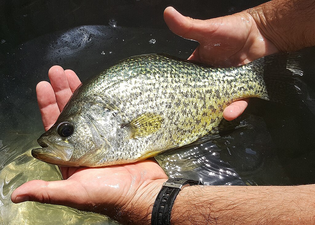 Hands gently holding a large, silver crappie fish over water. The fish has shiny scales and dark spots, conveying a sense of admiration and care.