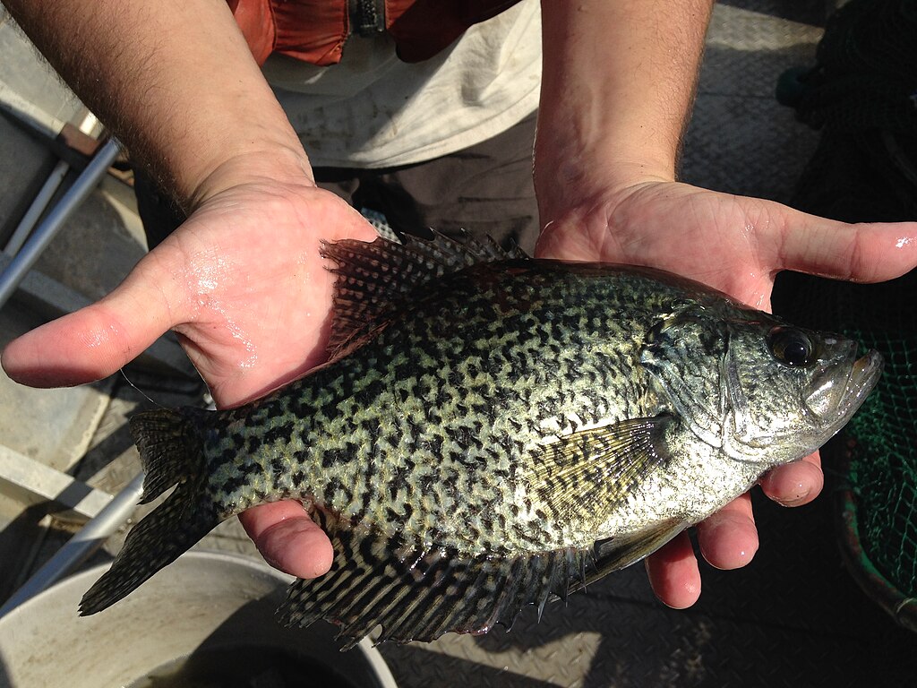 Hands holding a speckled black crappie fish, displaying its shiny, dark-patterned scales. The scene captures a moment of wildlife interaction.