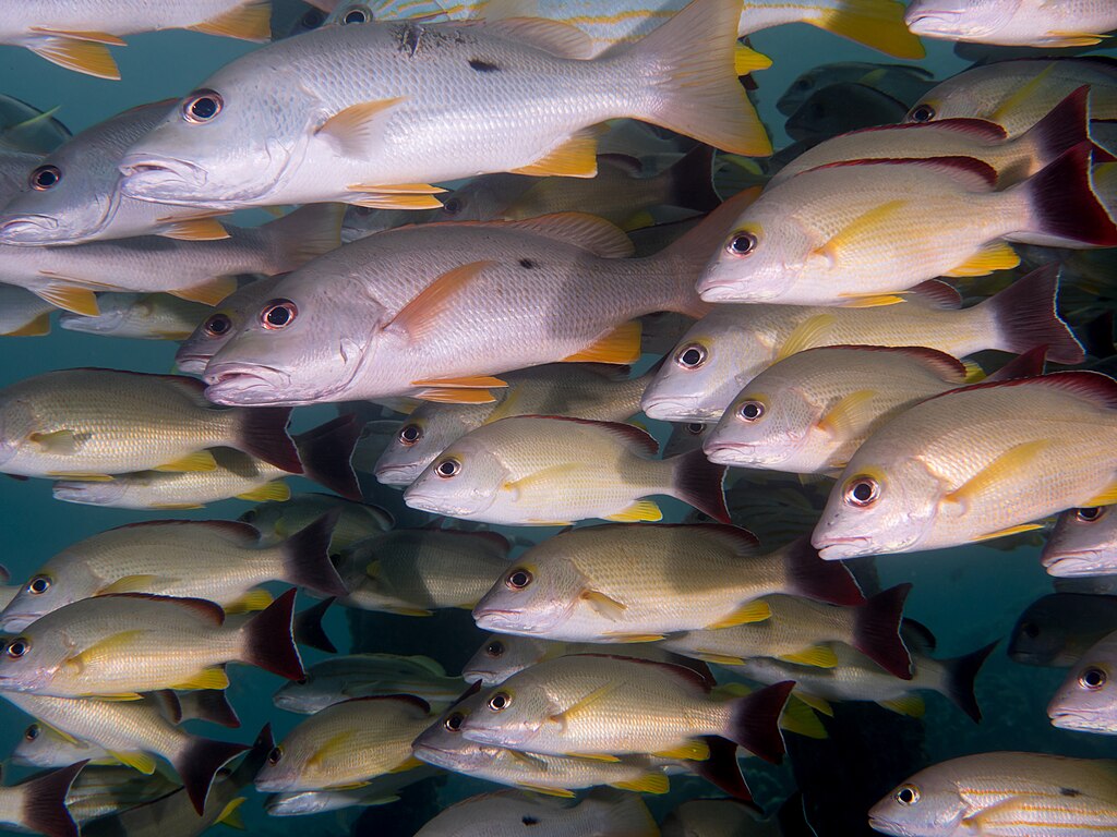 Blacktail snapper (Lutjanus fulvus), Onespot snapper (Lutjanus monostigma)