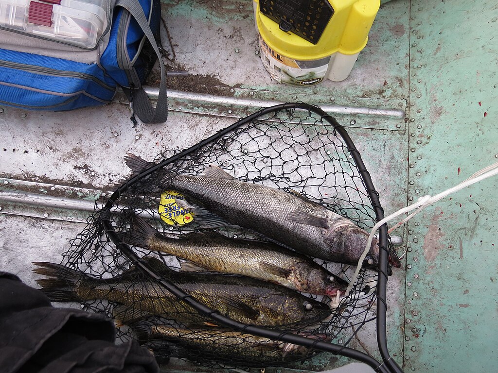 The Blue Walleye fish are not extinct; they are only found in certain areas.