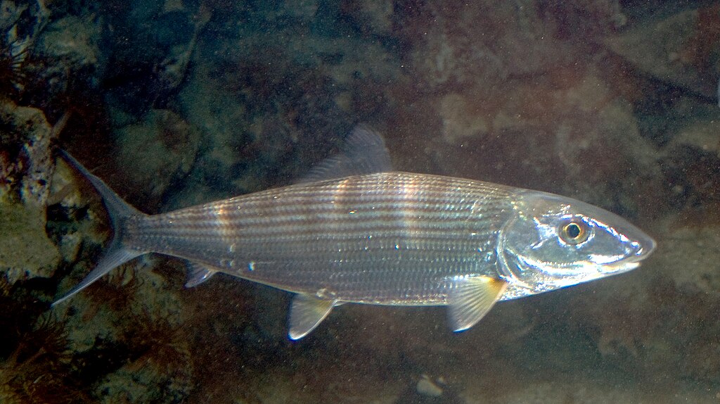A streamlined silver fish with a slender body and large eye swims in clear water over a rocky seafloor. The image conveys a serene underwater scene.