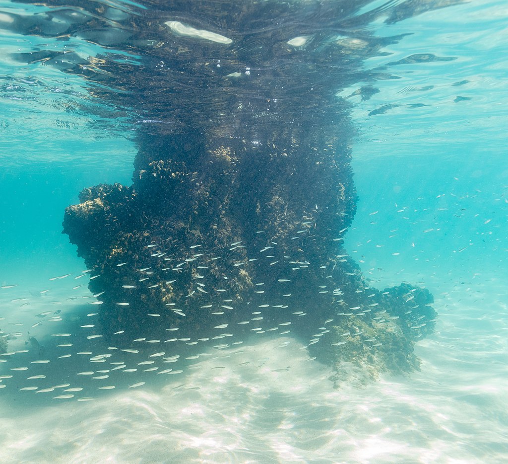 Underwater scene with a rock formation surrounded by a school of small silver fish swimming in clear, turquoise water, capturing a serene marine environment.