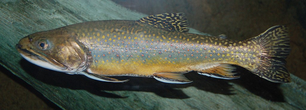 A colorful trout with a speckled pattern swims in clear water. Its scales shimmer with shades of green, yellow, and orange against a blurred background.