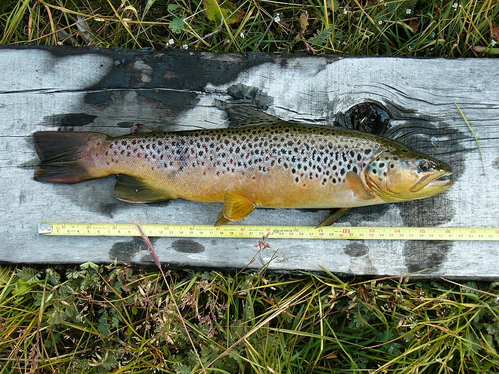 Brown trout in Tierra del Fuego, Chile