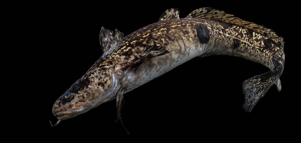 Burbot: Freshwater's Only True Cod