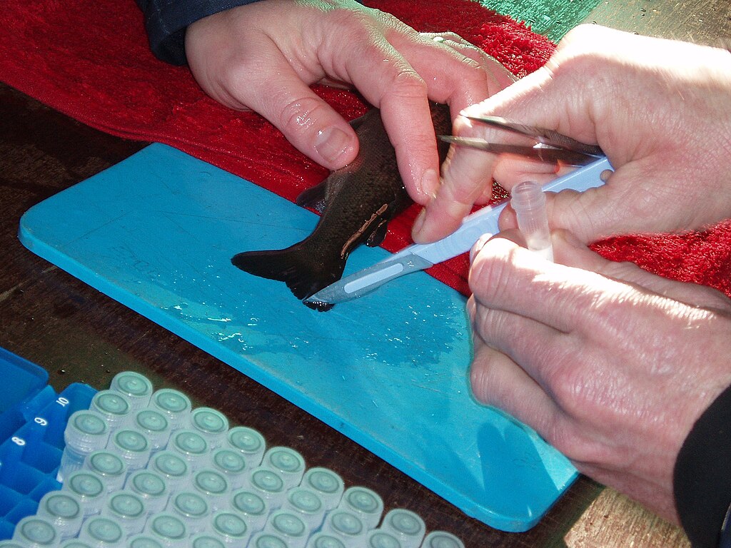Atlantic Salmon tagging at Saltas.