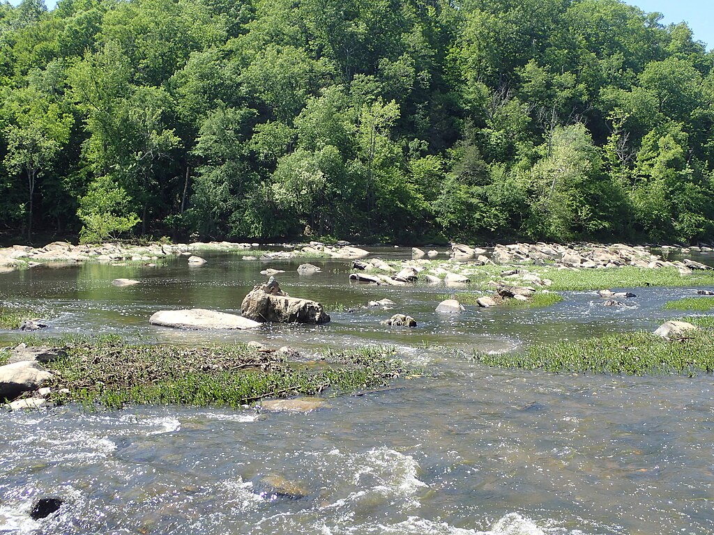 In this picture, we see the water willow, an aquatic flowering herb native to North America. It may provide the shiner cover or protection from predators like flathead catfish, bass and crappie.