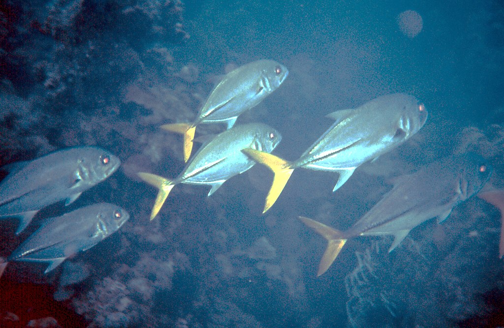 A school of six fish swims through a blue ocean environment. The fish have silvery bodies and vibrant yellow tails, creating a peaceful underwater scene.