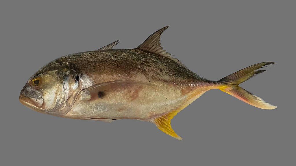 Fish with a streamlined body and silver-gray scales, displayed against a plain gray background. The fish has a yellow-tinted tail fin.