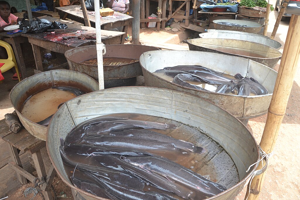 Several large, metal basins filled with live catfish in brown water are displayed outdoors at a market. Tables and chairs are visible in the background.