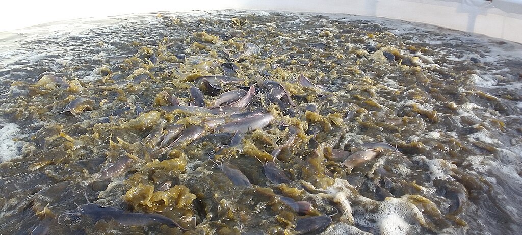A bustling fish pond with numerous catfish swarming the surface, creating ripples and splashes. The scene is energetic and lively, showing active movement.